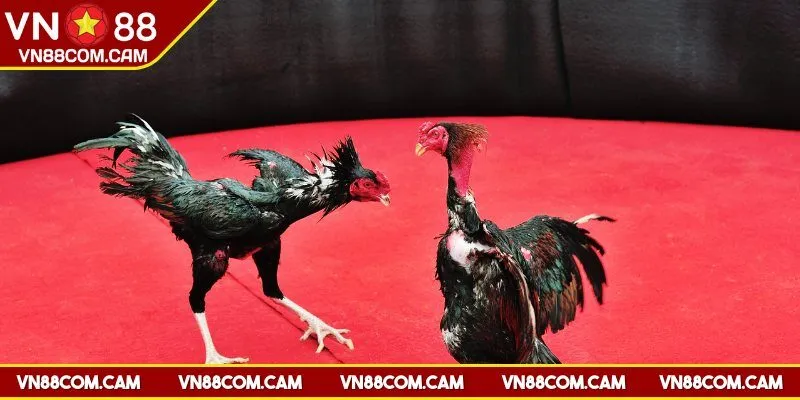 Đối tác của chọi gà VN88