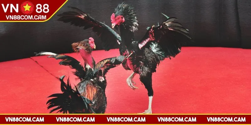 Giới thiệu đá gà VN88