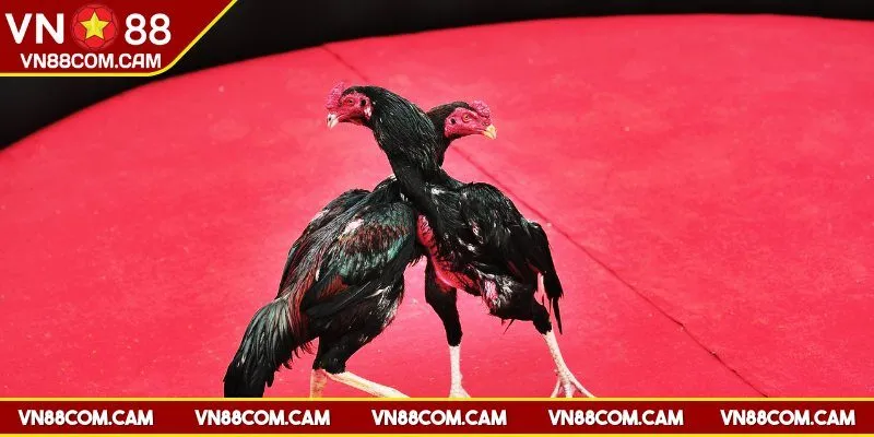 Một vài hình thức chơi chọi kê